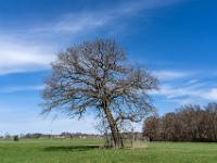 Ausladender Baum steht auf Wiese nahe dem Seeparkplatz